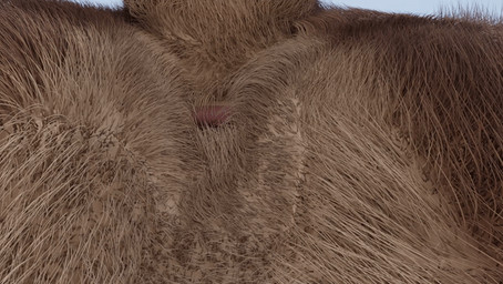 anus butt butt_shot close-up feral male perineum raised_tail realistic_feral rear_view solo tail walk_cycle walking bokonus mikeiscool12345 kuruk_(character) bear brown_bear grizzly_bear mammal ursine 3d_(artwork) 3d_animation animated digital_media_(artwork) loop