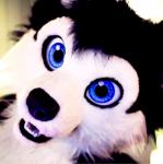 ambiguous_gender anthro big_eyes blue_eyes clothing costume fur fursuit looking_at_viewer open_mouth photo real selfie solo teeth unknown_artist sheppy87 canid canine canis domestic_dog husky mammal nordic_sled_dog spitz grandfathered_content