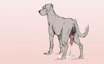 animal_genitalia anus balls canine canine_penis cum cumshot dog feral great_dane male mammal masturbation orgasm penis plain_background smile solo white_background wuf
Rating: Explicit
Score: 12
User: I_See_Rowboats
Date: March 17, 2014
