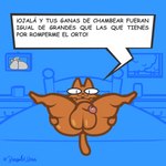 balls bed big_balls furniture genitals legs_up male penis simple_background solo text bonguitoweon domestic_cat felid feline felis mammal murid murine rat rodent 1:1 animated hi_res short_playtime spanish_text