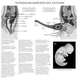 ambiguous_gender anal_canal anatomy animal_genitalia animal_penis big_penis bladder clitoris coremata embryo female fetus genitals group guts humanoid_genitalia humanoid_vulva information intestines long_penis male organs penis reproductive_anatomy spine text trio unusual_anatomy unusual_genitalia unusual_penis urethral_canal vaginal_canal vulva jejejunum nethermare 1:1 2025 digital_drawing_(artwork) digital_media_(artwork) english_text greyscale hi_res monochrome female_(lore) male_(lore)