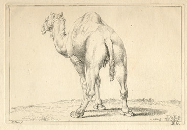 backsack balls butt convenient_censorship digitigrade fatty_humps feral flaccid genitals halter male male_feral neck_tuft penis quadruped rear_view simple_background solo standing tail tail_censorship tail_tuft tuft bernard_picart public_domain camel camelid dromedary mammal 18th_century ancient_art hatching_(art) hi_res monochrome shaded signature traditional_media_(artwork)