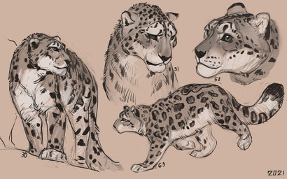 :3 ambiguous_gender big_tail black_markings black_nose black_spots feral fur green_eyes grey_body grey_eyes grey_fur long_tail markings paws quadruped short_fur spots standing tail walking whisker_spots white_chest alexpahomov felid mammal pantherine snow_leopard 16:10 2021 digital_drawing_(artwork) digital_media_(artwork) sketch widescreen