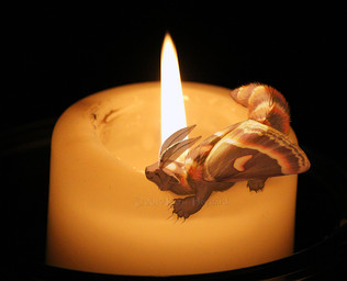 ambiguous_gender candle feral fire fur micro solo tail katie_hofgard mythology arthropod dragon furred_dragon furred_scalie hybrid insect lepidopteran moth mythological_creature mythological_scalie scalie 2019 digital_media_(artwork)