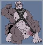 2017 5_fingers 5_toes abs absurd_res anthro arody balls biceps big_balls big_muscles big_penis biped blue_eyes canid canine canis collar conal_(character) feet fingers flaccid flexing foreskin fur genitals grey_body grey_fur grey_hair hair harness hi_res huge_muscles humanoid_genitalia humanoid_penis kneeling leash leather looking_at_viewer male mammal mostly_nude multicolored_body multicolored_fur muscular muscular_anthro muscular_male nipples pecs penis plantigrade smile solo toes two_tone_body two_tone_fur vein veiny_penis wolf