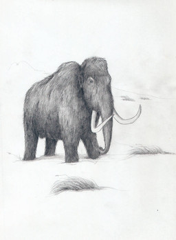 feral fur grass plant proboscis_(anatomy) quadruped small_eyes snow solo trunk_(anatomy) tusks mihin89 elephantid mammal mammoth prehistoric_species proboscidean woolly_mammoth 2011 sketch