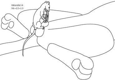 ambiguous_gender animal_genitalia animal_penis balls duo erection extreme_size_difference feline_genitalia feline_penis feral fur genitals lying male male/ambiguous motion_lines on_back oral paws penis penis_in_mouth sheath simple_background sitting_on_balls size_difference spread_legs spreading stroking_penis tail white_background urbanhermit felid feline mammal murid murine rat rodent 1996 black_and_white dated line_art monochrome