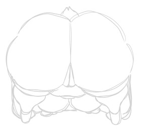 anthro ass_up big_breasts big_butt breasts butt butt_shot female female_anthro genitals huge_butt overweight overweight_anthro overweight_female rear_view simple_background solo tail vulva white_background nsfwoaf undertale_(series) toriel boss_monster_(undertale) bovid caprine goat mammal 2026 digital_drawing_(artwork) digital_media_(artwork) monochrome portrait sketch