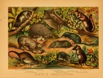 1897 19th_century afrosoricid ambiguous_gender ancient_art biological_illustration colugo eulipotyphlan feral flower fur group hedgehog hi_res hugh_craig mammal membrane_(anatomy) mole_(animal) patagium plant potamogale public_domain quadruped sengi shrew star-nosed_mole tail technical_illustration tenrec text traditional_media_(artwork) young zoological_illustration