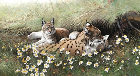 black_facial_markings black_spots daisy_(flower) family feral flower fur grass group multicolored_body multicolored_fur plant quadruped spots tan_body tan_fur trio whiskers white_body white_fur young renum63 felid feline lynx mammal 2015 digital_media_(artwork) digital_painting_(artwork) painting_(artwork)