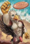 anthro balls beach beak brown_body brown_feathers claws clothed clothing countershade_torso countershading feathers feet flaccid foreskin frisbee genitals humanoid_genitalia humanoid_penis male non-mammal_balls outside penis sand sea seaside solo talons toes topless topless_male water white_body white_feathers juiceps accipitrid accipitriform avian bird eagle hi_res