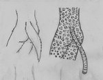 anthro butt duo female rear_view tail silvcos canid canine canis domestic_dog felid leopard mammal pantherine half-length_portrait hi_res monochrome portrait traditional_media_(artwork) unfinished