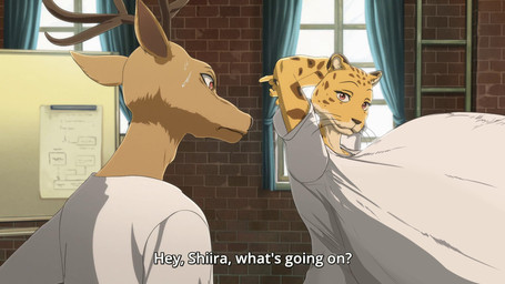 anthro antlers arms_above_head big_breasts bodily_fluids breasts clothed clothing dialogue duo eyebrows female fully_clothed horn huge_breasts hyper hyper_breasts looking_at_another looking_at_breasts male raised_eyebrows sweat text df43_(artist) rompinpomps third-party_edit beastars louis_(beastars) sheila_(beastars) cervine deer felid feline leopard mammal pantherine red_deer english_text hi_res subtitled