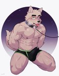 abs anthro biceps biped blush bodily_fluids clothed clothing collar erection erection_under_clothing eyebrows fur genital_fluids kemono leash leashed_collar male muscular muscular_anthro muscular_male pecs precum precum_through_clothing solo tail tenting tongue tongue_out wet wet_clothing luwei_(artist) haita_(luwei) canid canine mammal absurd_res hi_res