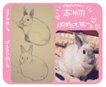 2016 feral heart_symbol ichthy0stega japanese_text lagomorph leporid mammal photo rabbit sketch text translated