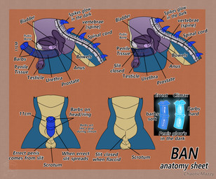 anatomy_chart animal_genitalia animal_penis anthro backsack balls chart equine_genitalia equine_penis genitals glowing glowing_genitalia male male/male organs penile_spines penis solo spikes spikes_(anatomy) text chaoticmazzy agent_ban dragon_horse absurd_res character_name hi_res model_sheet
