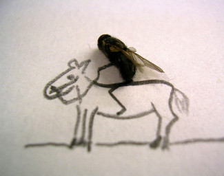ambiguous_gender black_body duo feral humor insect_wings pun quadruped snout standing wings unknown_artist arthropod equid equine fly_(animal) horse horsefly housefly insect mammal tabanid grandfathered_content graphite_(artwork) low_res mixed_media photography_(artwork) source_request traditional_media_(artwork)