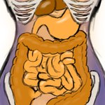 anatomy anthro belly bone digestive_tract female full_tour guts internal intestines large_intestines liver nude organs safe_vore simple_background skeleton small_intestines solo stomach vore x-ray_view superplus kabarga(character) deer mammal moschid musk_deer 1:1 absurd_res digital_media_(artwork) hi_res