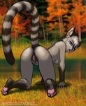 2001 all_fours anthro anus biped blue_eyes breasts breath butt claws clitoris detailed_background domestic_cat dr_comet feet felid feline felis female forest fur genitals grey_body grey_fur hair hi_res humanoid_feet inviting looking_at_viewer looking_back mammal nature nude open_mouth outside panting plant plantigrade presenting presenting_hindquarters pussy raised_tail rear_view short_hair soles solo tail tongue tongue_out tree wood