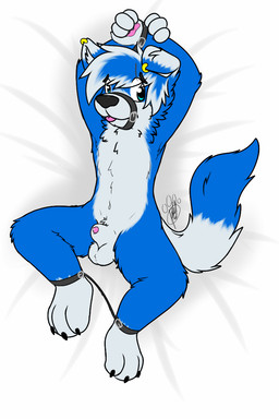 4_fingers animal_genitalia animal_penis anthro balls biped blue_body blue_eyes blue_fur blue_hair bodily_fluids bound canine_genitalia canine_penis clothing digitigrade dipstick_tail ear_piercing fingers fur genital_fluids genitals hair lying male markings multicolored_hair muzzle_(object) muzzled nude on_back penis penis_tip piercing precum sheath solo submissive submissive_male tail tail_markings tongue tongue_out white_body white_fur white_hair gaokun gao_(gaokun) border_collie canid canine canis collie domestic_dog herding_dog hybrid mammal nordic_sled_dog pastoral_dog samoyed sheepdog spitz 2:3 hi_res