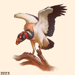 beak black_claws black_tail_feathers black_wings branch claws feathers feral on_branch orange_beak perching pink_legs pink_talons simple_background solo white_background white_body white_eyes white_feathers wings alexpahomov accipitriform avian bird king_vulture new_world_vulture vulture 1:1 digital_media_(artwork) digital_painting_(artwork) hi_res painting_(artwork)