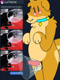 anthro balls bodily_fluids chastity_device cone_of_shame curled_tail embarrassed genital_fluids genitals humor knot knotted_penis male medical_instrument penis precum scientific_instrument shy slightly_chubby solo submissive tail tears texting doug_polaris doshiba_solaris canid canine canis domestic_dog mammal shiba_inu spitz absurd_res hi_res