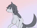2d_animation 4:3 animated anthro bouncing_breasts breasts butt canid canine canis claws domestic_dog female frame_by_frame gesture husky looking_at_viewer mammal navel nipples no_sound nordic_sled_dog nude short_playtime signature smile solo spitz stoic5 tail tail_motion tailwag watermark waving webm