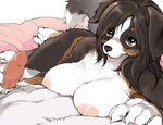 anthro average_penis bernese_mountain_dog big_breasts black_body black_fur black_hair black_nose blush breast_rest breasts brown_body brown_eyes brown_fur brown_hair canid canine canis censored claws digital_media_(artwork) domestic_dog duo erection faceless_character faceless_male female first_person_view fur genitals hair handjob kemono kikurage long_hair looking_at_viewer lying male male/female mammal molosser mosaic_censorship mountain_dog multicolored_body multicolored_fur nipples nude on_side on_side_handjob open_mouth penile penis sex shaded swiss_mountain_dog white_body white_fur