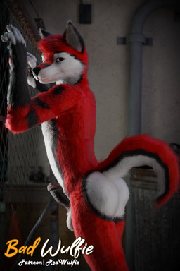 5_fingers alley anthro balls biped black_nose butt claws digitigrade fence fingers fluffy fur genitals gloves_(marking) hair humanoid_genitalia humanoid_penis male male_anthro markings nude pawpads paws penile penis realistic red_body red_fur sex whiskers white_body white_fur white_whiskers red_wulfie red_(red_wulfie) canid canine canis mammal wolf 2:3 3d_(artwork) absurd_res blender_(artwork) blender_cycles_(artwork) digital_media_(artwork) hi_res watermark
