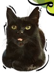 ambiguous_gender black_body black_fur black_nose blep feral fur loaf lying pointy_ears prick_ears pupils slit_pupils solo tongue tongue_out whiskers yellow_eyes natedhernandez real_world domestic_cat felid feline felis mammal 3:4 hi_res portrait