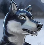 anthro breath cold happy hopeful infinity_symbol male outside plant snout snow solo symbol tongue tree wolfywetfurr_(artist) infinite wolfywetfurr alaskan_malamute canid canine canis domestic_dog mammal nordic_sled_dog spitz wolf bust_portrait portrait