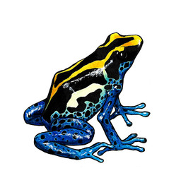 ambiguous_feral ambiguous_gender beady_eyes belly black_body blue_body feral side_view simple_background solo spots spotted_belly spotted_legs white_background yellow_body heatherwolf amphibian frog poison_dart_frog