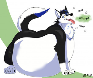 4_toes belly big_belly black_body black_claws black_fur black_nose blue_eyes burping claws feet feral fur inner_ear_fluff male multicolored_body multicolored_fur neck_tuft obese obese_feral obese_male overweight overweight_feral overweight_male pink_tongue solo standing tail toes tongue tongue_out tuft white_inner_ear_fluff fondoffrogs canid canine canis domestic_dog mammal shaded