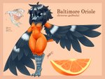 absurd_res anthro avian avian_feet baltimore_oriole beak bird black_body black_feathers black_hair blasticussaturn breasts english_text feathered_wings feathers featureless_breasts feet female food fruit hair hi_res icterid looking_at_viewer map new_world_oriole non-mammal_breasts orange_(fruit) orange_body orange_feathers orange_slice oscine passerine plant raised_arm signature simple_background small_breasts solo tail tail_feathers talons text thick_thighs toes wide_hips wings