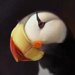 ambiguous_gender beak black_body black_feathers blue_eyes feathers solo white_body white_feathers neboveria alcid avian bird lari puffin 1:1 2019 digital_media_(artwork) headshot_portrait portrait