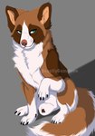 animal_genitalia feral fluffy fluffy_tail genitals male paws raised_paw sheath solo tail beastlygemstone canid canine canis domestic_dog mammal hi_res