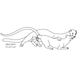 anal animal_genitalia balls dominant duo feral fur genitals interspecies larger_dom male male/male open_mouth raised_tail sheath simple_background size_difference tail white_background urbanhermit mammal murid murine mustelid musteline rat rodent true_musteline weasel 1997 black_and_white monochrome