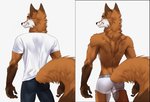 anthro bottomwear boxer_briefs butt clothing fluffy fluffy_tail fur grin looking_at_viewer looking_back male orange_body orange_fur shirt shorts simple_background smile solo t-shirt tail topwear underwear white_background white_clothing white_underwear koul calvin_klein scott_(scottthefox94) canid canine fox mammal