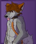 abs anthro blep brown_collar brown_hair collar collar_only fur grey_body grey_fur hair leash leashed_collar leashed_male looking_at_viewer male muscular muscular_anthro muscular_male nude orange_leash purple_background red_eyes simple_background smug smug_face solo tongue tongue_out 2001maxx conditional_dnp maxx_(2001maxx) canid canine canis domestic_dog husky mammal nordic_sled_dog spitz hi_res