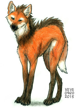 ambiguous_gender black_body black_claws black_fur black_mane black_nose black_pawpads cheek_tuft chest_tuft claws dipstick_tail facial_tuft feral fur glistening glistening_eyes green_eyes inner_ear_fluff leg_markings looking_at_viewer mane markings orange_body orange_ears orange_fur orange_tail pawpads simple_background socks_(marking) solo standing tail tail_markings tuft white_background white_inner_ear white_inner_ear_fluff white_tail skyelegs canid canine mammal maned_wolf 2015 hi_res