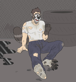 blue_bottomwear blue_clothing blue_pants bottomwear brown_hair clothing footwear fur grey_body grey_fur hair male open_mouth pants shirt socks solo species_transformation topwear torn_clothing transformation white_body white_clothing white_fur white_shirt white_topwear blueballs human mammal procyonid raccoon 2016