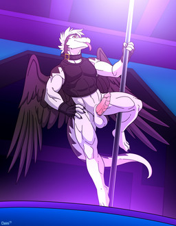 anthro athletic athletic_anthro athletic_male balls black_body black_clothing black_feathers black_wings bottomless clothed clothing collar erection feathered_wings feathers fingerless_gloves genitals gloves hair handwear male penis pole shirt solo stripper_pole tail tank_top tongue tongue_out topwear white_body white_hair wings cleiarkent mythology dragon feathered_dragon feathered_scalie mythological_creature mythological_scalie scalie windragon hi_res