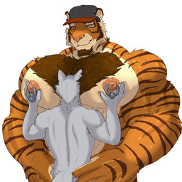 anthro anthro_on_anthro barazoku beard between_pecs biceps big_muscles big_pecs blue_eyes body_hair chest_hair clothing coach counter deltoids face_on_chest facial_hair fur grey_body grey_fur hat headgear headwear huge_muscles male male/male muscular muscular_anthro muscular_male nipple_piercing nipples notched_ear orange_body orange_fur pec_grab pecs piercing size_difference striped_body striped_fur stripes tan_body tan_fur dream_and_nightmare night_(dream_and_nightmare) canid canine felid mammal pantherine tiger 1:1 2025 hi_res
