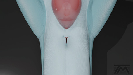 ambiguous_form anal_wink anus anus_focus genitals holding_both_legs holding_legs_up lying male on_back on_ground penis presenting presenting_anus solo spread_anus spreading throbbing throbbing_anus throbbing_penis thatman_23 jinnoaka_(modeler) blender_cycles club_28_(thatman_23) dinosaur interceptor prehistoric_species reptile scalie 16:9 3d_(artwork) 3d_animation animated blender_(artwork) digital_media_(artwork) loop widescreen