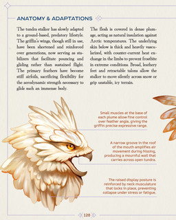 amber_eyes ambiguous_gender beak feral open_beak open_mouth page_number pupils side_view simple_background solo species_information tan_background text white_feather christopher_stoll dragonatomy mythology avian gryphon mythological_avian mythological_creature 4:5 absurd_res english_text hi_res technical_illustration traditional_media_(artwork)