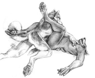 4_toes 5_fingers anal anal_penetration anthro balls claws curled_tail duo eyes_closed feet finger_claws fingers from_front_position fur genitals hand_on_back hand_on_chest knot knotted_penis legs_up looking_at_another looking_at_partner looking_pleasured lying male male/male missionary_position nude nude_anthro nude_male on_back pawpads paws penetration penile penile_penetration penis penis_in_ass sex simple_background tail toe_claws toes white_background blotch scratches_volume_4 bird_dog canid canine canis domestic_dog hunting_dog husky labrador mammal nordic_sled_dog retriever spitz 2010 monochrome traditional_media_(artwork)