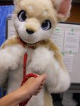 ambiguous_gender anthro blue_eyes clothing collar costume disembodied_hand duo fur fursuit inside leash looking_at_viewer photo real solo_focus tan_body tan_fur text white_body white_fur tetetor-oort canid canine human mammal 3:4 grandfathered_content hi_res japanese_text