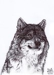 ambiguous_gender feral front_view glistening glistening_eyes logo mouth_closed simple_background solo whiskers kola_(artist) canid canine mammal 2014 artist_logo bust_portrait dated monochrome portrait signature traditional_media_(artwork)