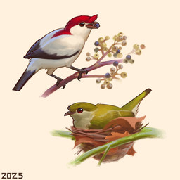 beak black_body black_feathers branch duo feathers female feral green_body green_feathers grey_beak leaf male multicolored_body multicolored_feathers on_branch perching plant red_body red_eyes red_feathers simple_background stick_nest white_background white_body white_feathers alexpahomov araripe_manakin avian bird manakin new_world_suboscine oscine passerine suboscine 1:1 2025 digital_media_(artwork) digital_painting_(artwork) hi_res painting_(artwork)