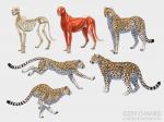 ambiguous_gender black_spots bone feral fur markings quadruped running skeleton skinless solo spots spotted_body spotted_fur spotted_markings spotted_tail tail tail_markings chiakiro cheetah felid feline leopard mammal pantherine 2019 hi_res